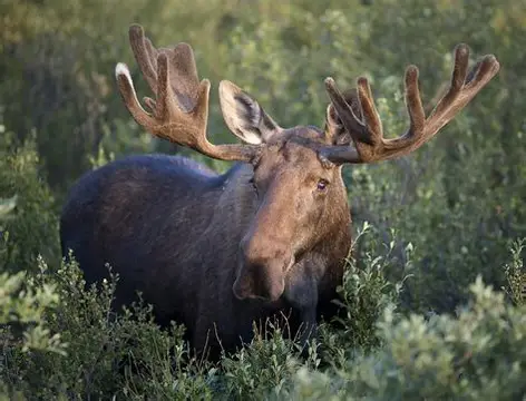 Goodnews Bay Alaska Moose Subsistence Hunt